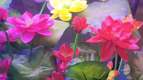 lotus under water