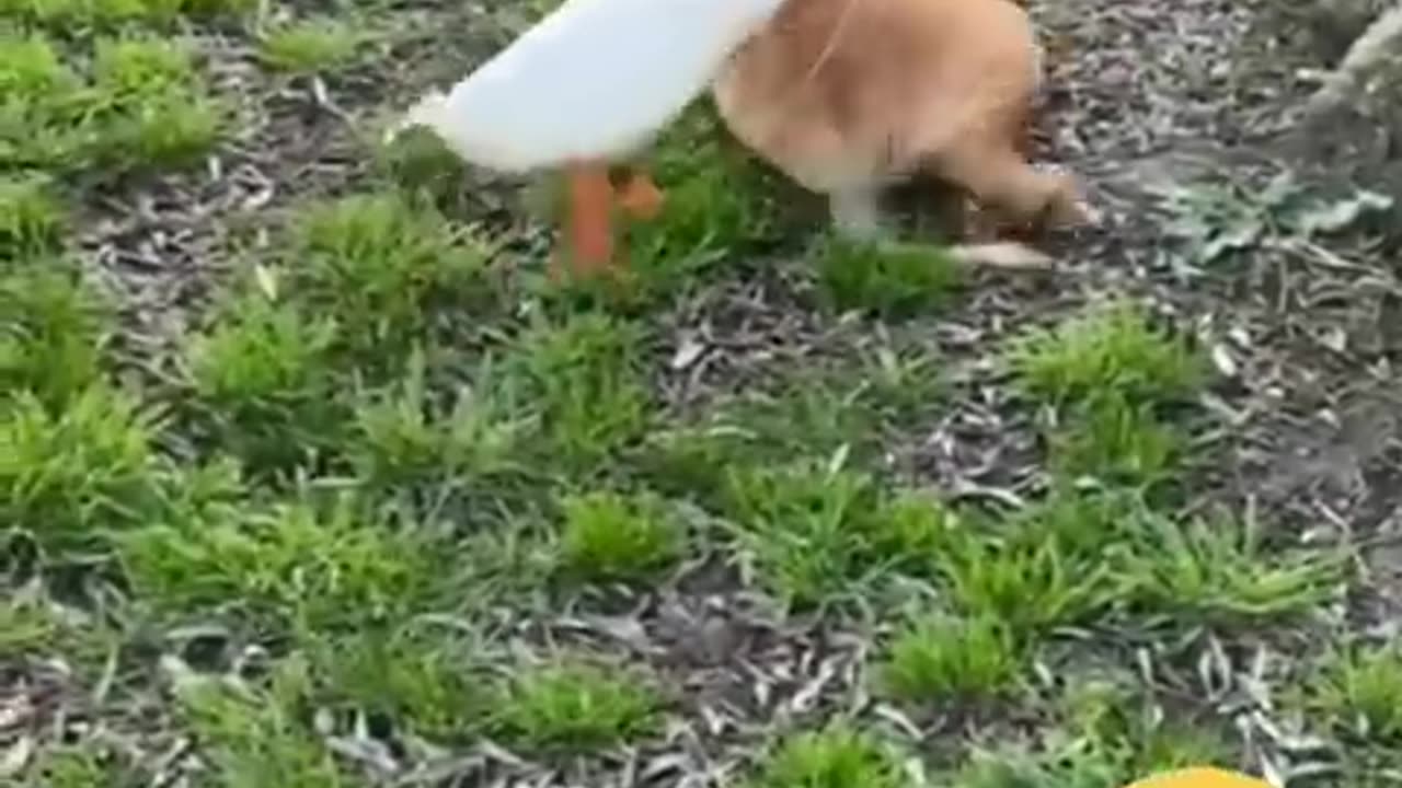 Funny Animals hub #Cats #Ducks