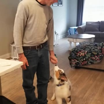 Baxter and the Stop Back Figure 6 patter