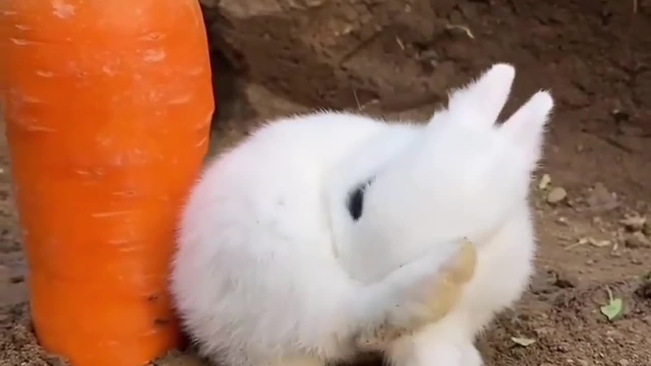 Rabbit's favorite thing is carrot. 😍😍