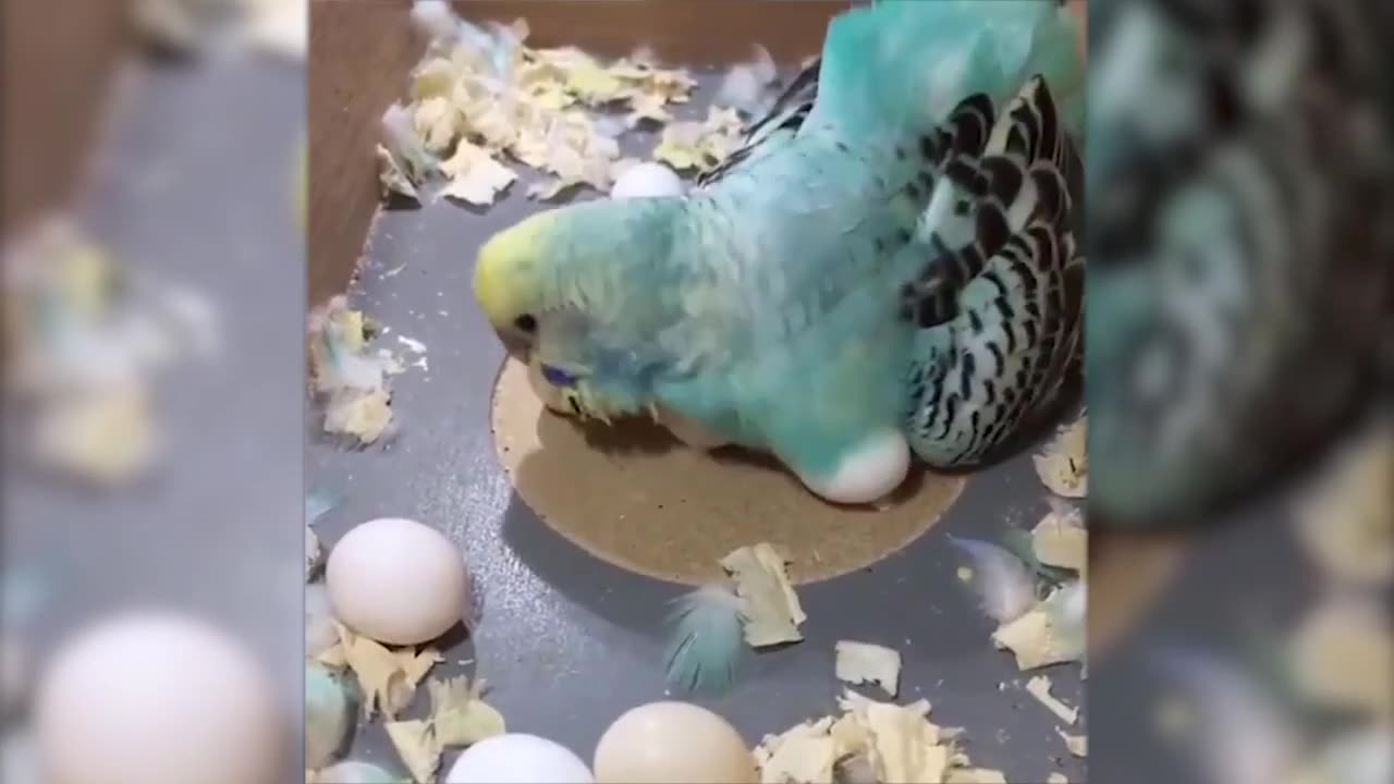 Best of funny animal 2023