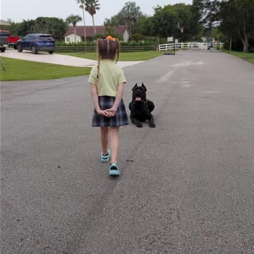 6 Year Old Trains Cane Corso