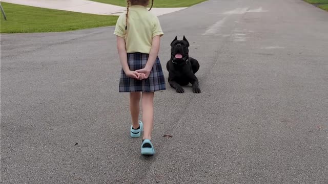 6 Year Old Trains Cane Corso