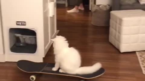 yeti is learning to skateboard before me