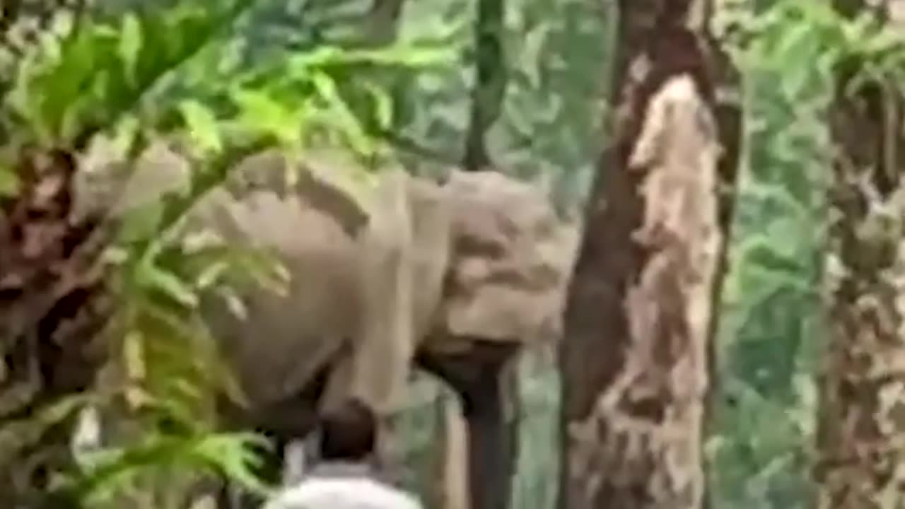 Mama elephant goes head to head with excavator to save her baby.