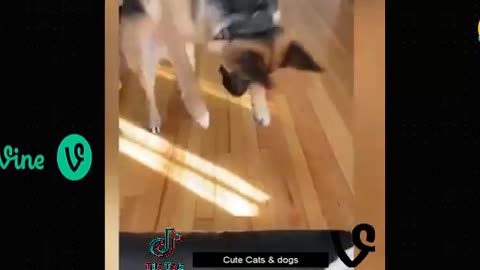 Funny animal