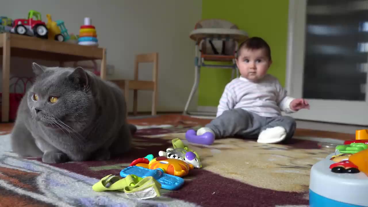 British shorthair cat with baby