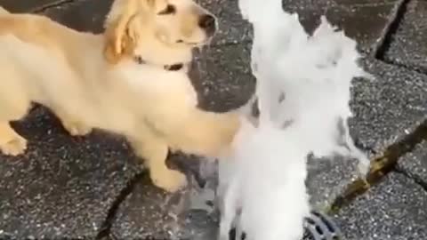 Cute Puppy is Surprised by a Fountain