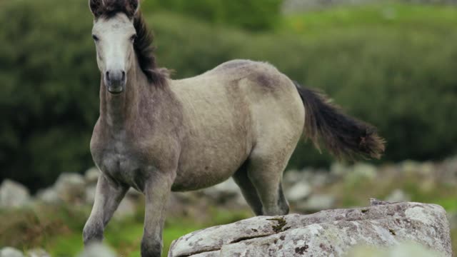 horse running on grass