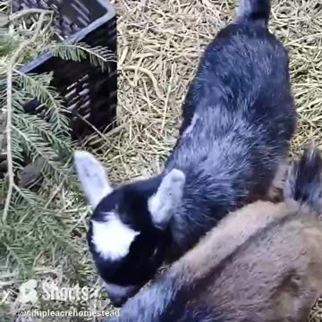 Little bit of cuteness