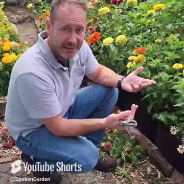 How to Fix Floppy Zinnias (the right way)