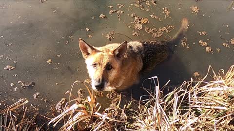 Poor dog stuck in mud 😱😱