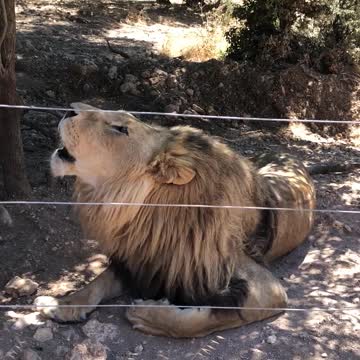 Roaring lion behind fence