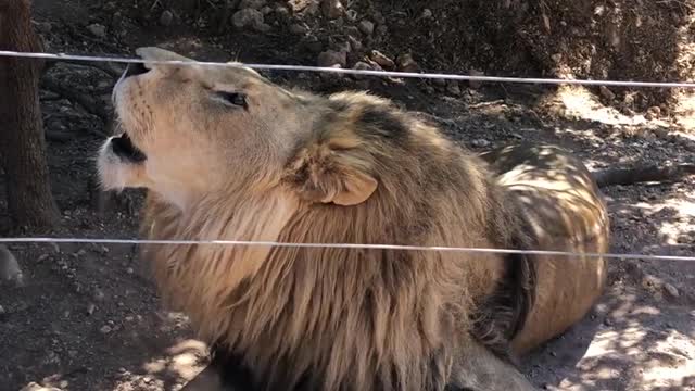 Roaring lion behind fence