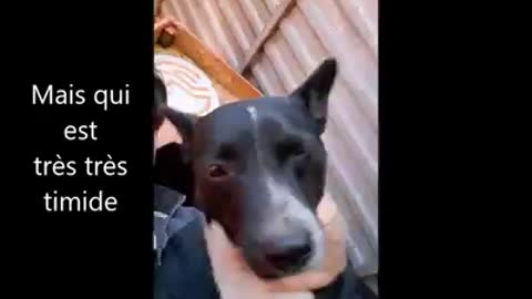 a valiant dogs in distress saved by a man
