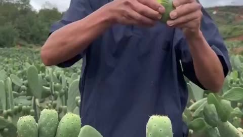Does anyone know the name of this?
