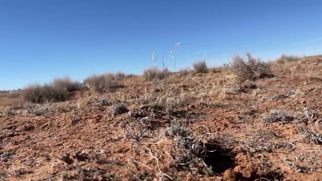 Gathering Feral Horses On the Navajo Nation!