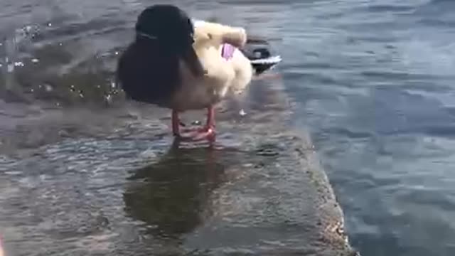 Duck on lake Como