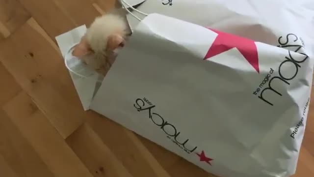 Stealthy Cat Shocks Owner With Surprise Attack