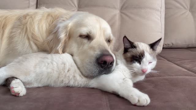 Can a Golden Retriever and a Kitten Love Each Other