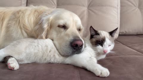 Can a Golden Retriever and a Kitten Love Each Other