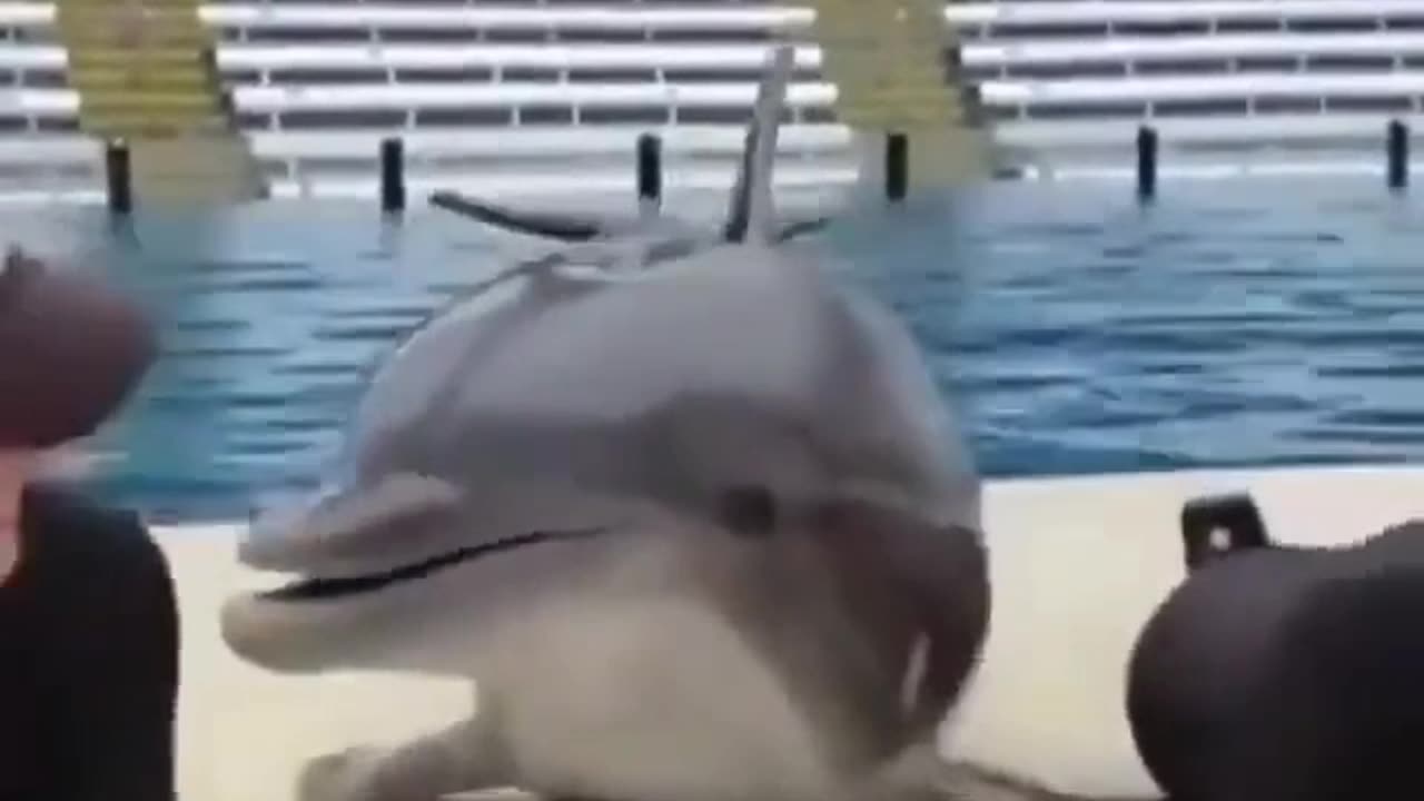 A kiss from a dolphin