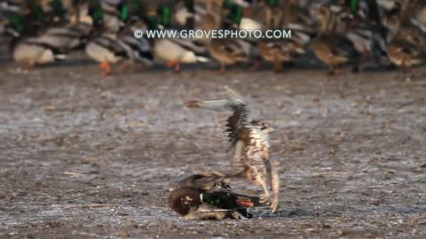 falcon attack on duck