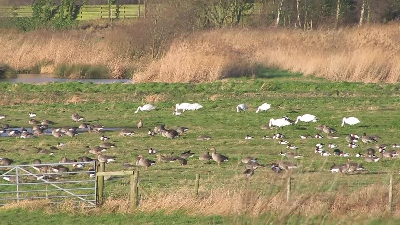 White-Fronted Geese