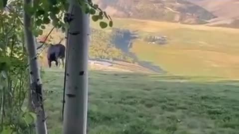 Yea let's stand by a wild animal