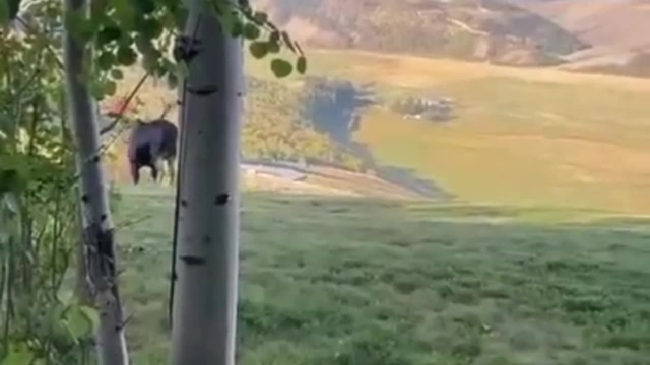 Yea let's stand by a wild animal