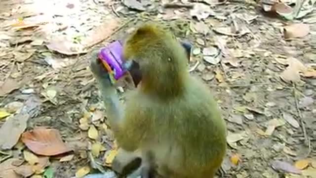 Thirsty Monkeys