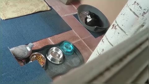 Bird steals cat food while cat sleeps