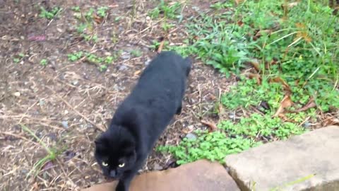 A Very Talkative Friendly Black Cat