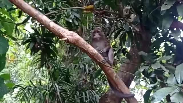 Monkey is hungry