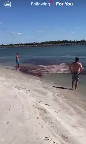 Dolphin and shark fight