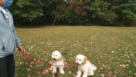 Training two puppies at one time.