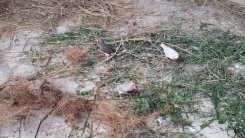 Karachi the Home of Birds breeding all Birds most beautyful.
