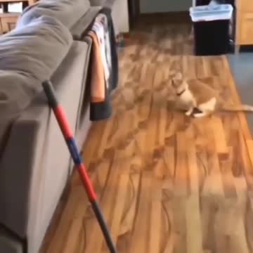 weirdest cat on earth