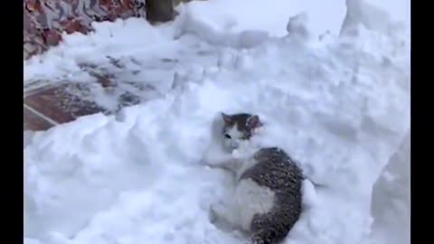 Lazy cat in snow