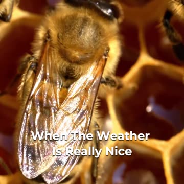 🐝 Dive Into Beekeeping Journey For Beginners 🌼🍯