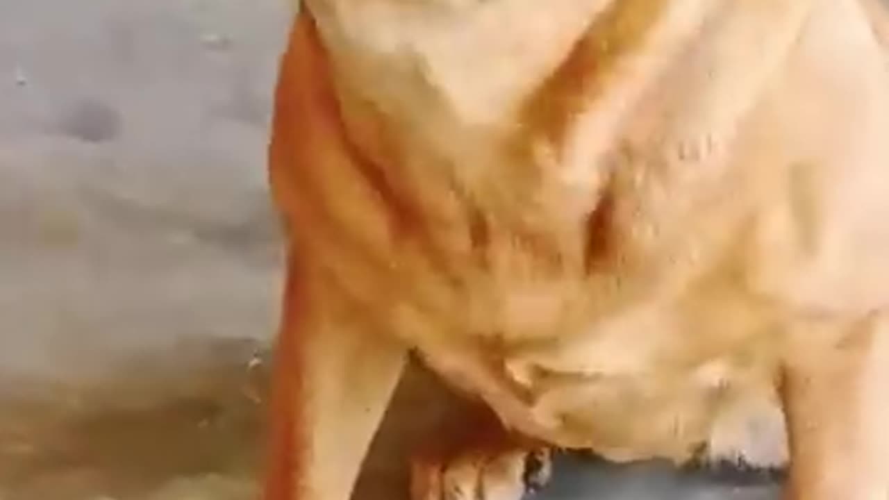 Dog sound||dog barking||#shorts #dogbarking #viralshorts #youtubeshorts #dog sound