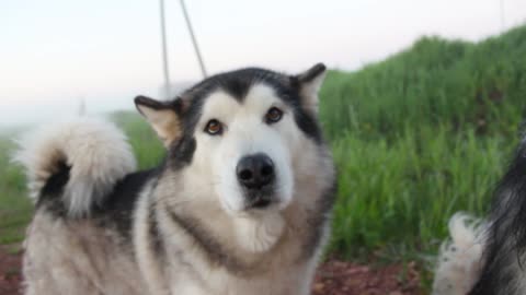 Adorable Dogs in the Outdoors