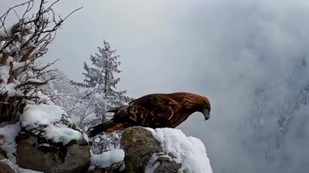 The Golden Eagle~ The Powerful Eagle Is North America’s Largest Bird Of Prey And The National Bird Of Mexico