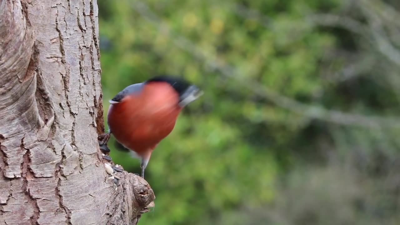 Tropical Birds with Narnes and Sounds - Scenic Relaxation Film