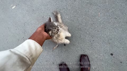 The moment when a crying mother cat brought its dying kitten for human help