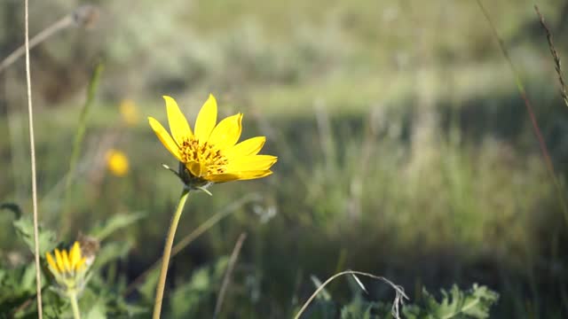 A yellow flower heralds a good day