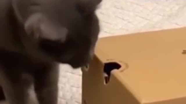 Funny cat fight video 🤣🤣