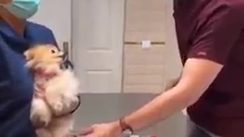 Cute 😍 🐕 puppies awww