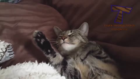 The funniest and most humorous cat videos ever! - Funny cat compilation