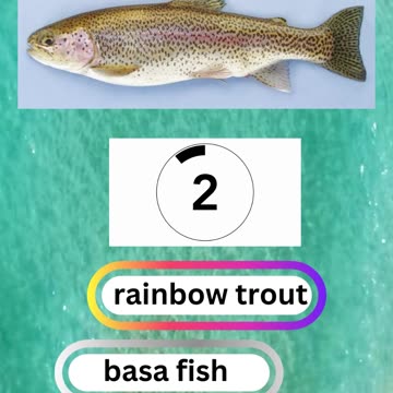 Fish Frenzy 9 A fast-paced quiz short